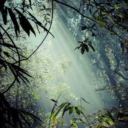 Rainforest Morning Release