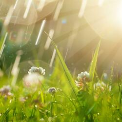 Summer Rain Deep Sleep