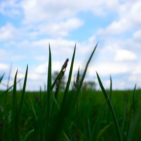 Home