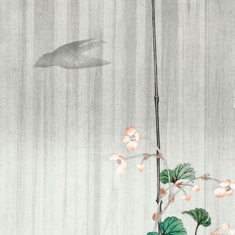 The dove and the rain