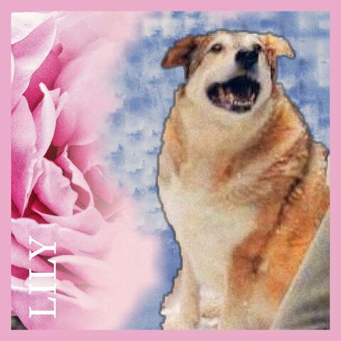 Lily