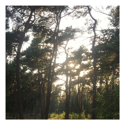 reverie