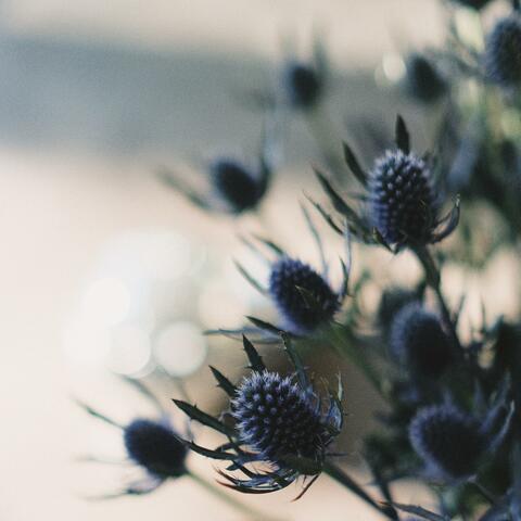Thistle