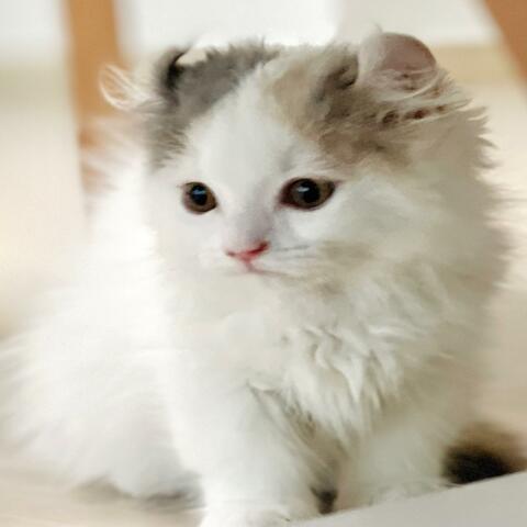 우리집 고양이