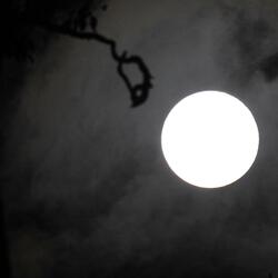 Serum  Sounds like a tonic only crunchy