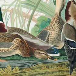 Treecreepers And Teals