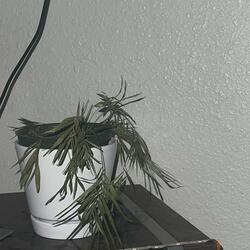 a broken heart and mind