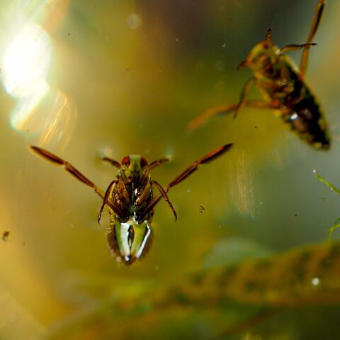 Little Pond Beasts With Clarinet