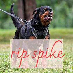 Spike