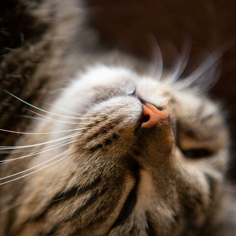 Deep Sleep Meditation 9