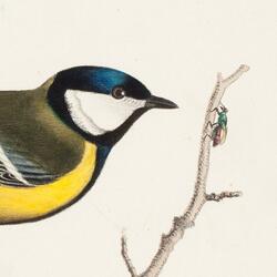 Calm Morning In The Garden