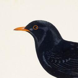 Greater Tit And Blackbird