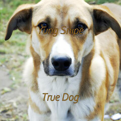 True Dog