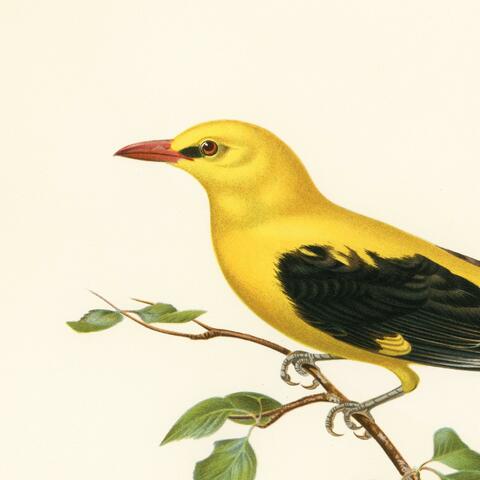 Oriole with other birds