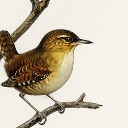 Flycatcher And Treecreeper