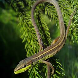 Lizard with grass