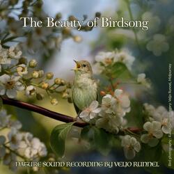 Melody of Melancholy: Willow Warbler