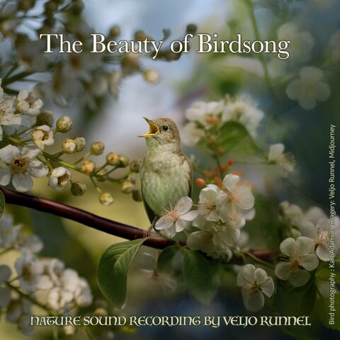 The Beauty of Birdsong