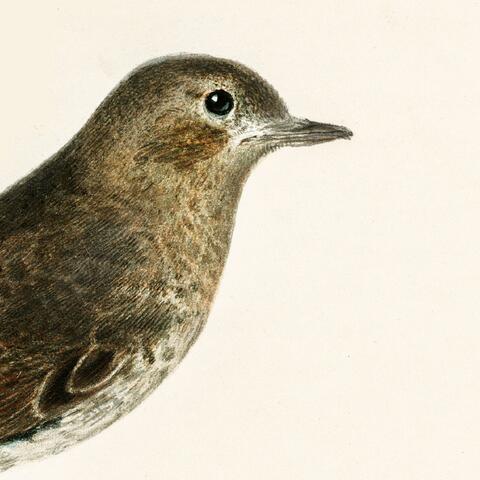 Redstart in the garden