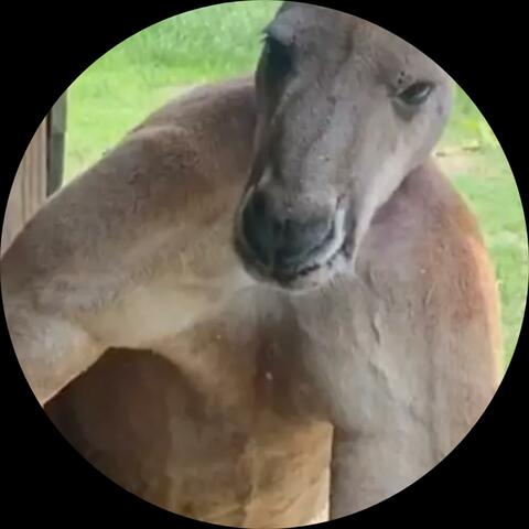 The Kickbox of The Kangaroo