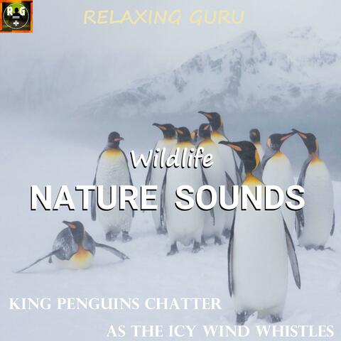 Wildlife Nature Sounds: King Penguins Chatter As The Icy Wind Whistles