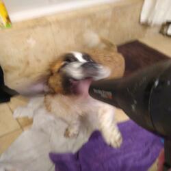 wchcrftchmst