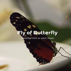 Fly of Butterfly