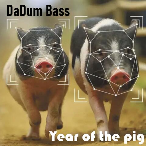 Year of the Pig