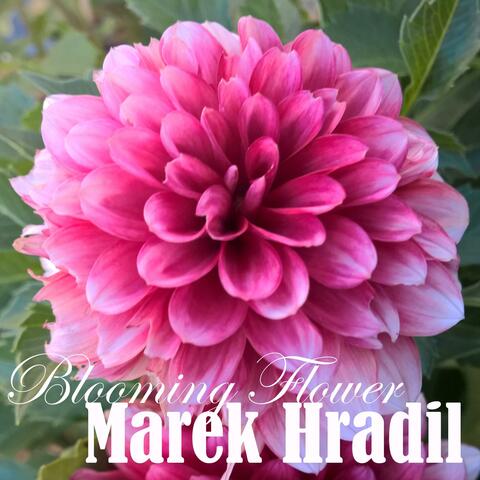 Blooming Flower
