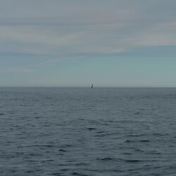 Self Title (seabird)