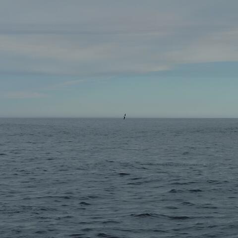 (seabird)