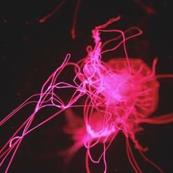 Glorious Days And Nights