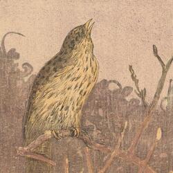 Song Thrush, still singing