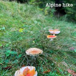 Alpine Hike
