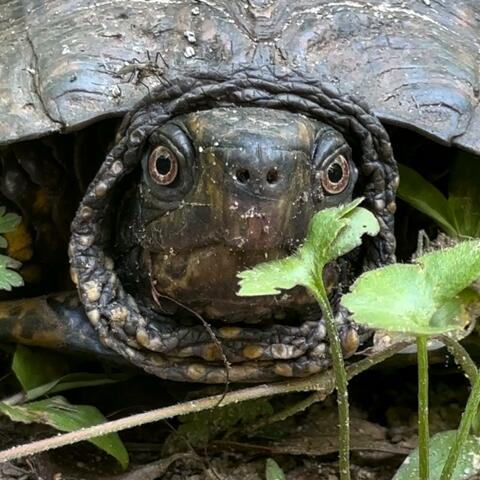 Raindrops On A Turtles Shell