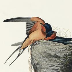 Barn swallows and pond frogs