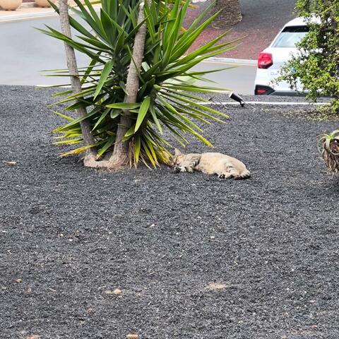 Shining star on the dancefloor