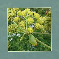 wild lovage
