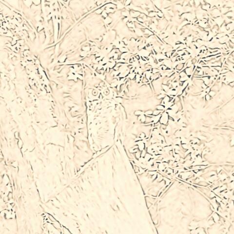 Lightning Bugs At Dusk