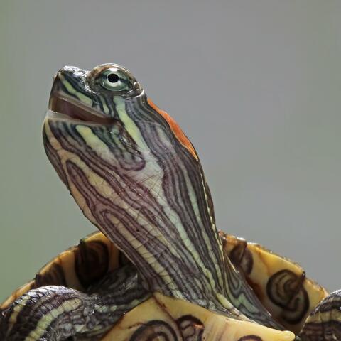 Fábrica de Brinquedos