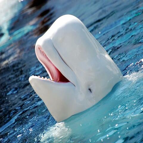 Baby Beluga