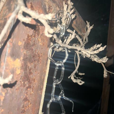 caltrop / ningyo