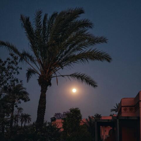 Moon in the Palms