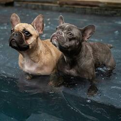 Pool Party Dogs