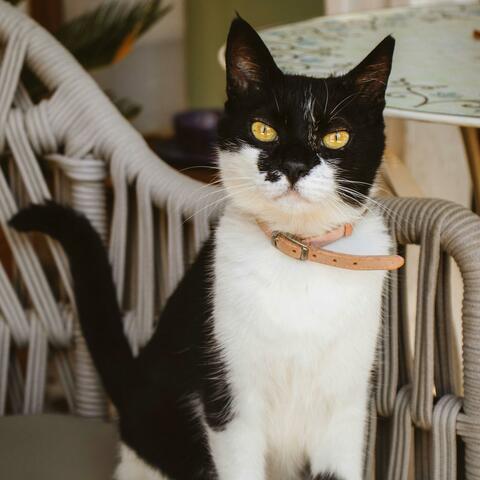 It's A Feline Escapade