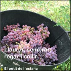 Llaurar, sembrar, regar i collir