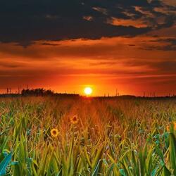 'Would She Run Through The Corn?'