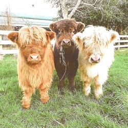 why buy a cow when it's milk is for calves