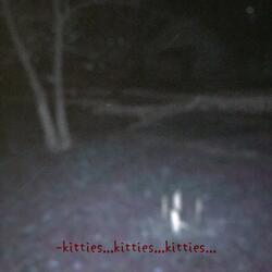 kitten <3