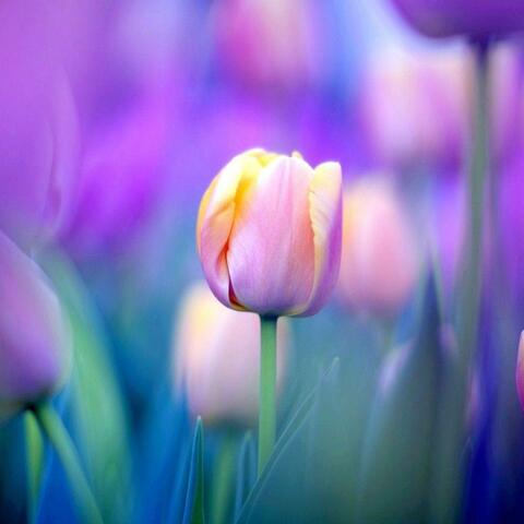 tulips